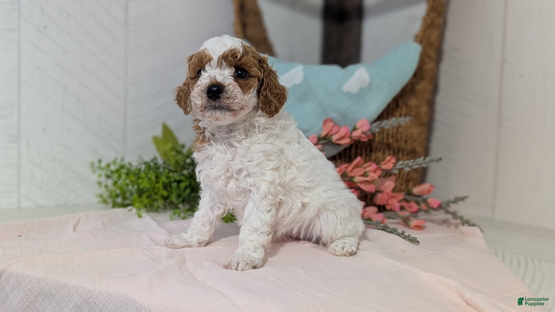 Miniature Poodle dogs for sale: Ziggy - Ad 3