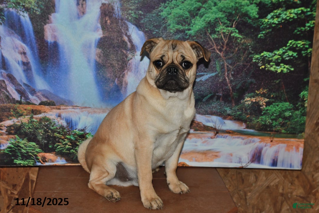 Pug dogs for sale: Sparky - Ad 5