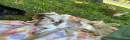 Miniature Dachshund dogs for sale: Miniature Dachshund 2 - Ad 5