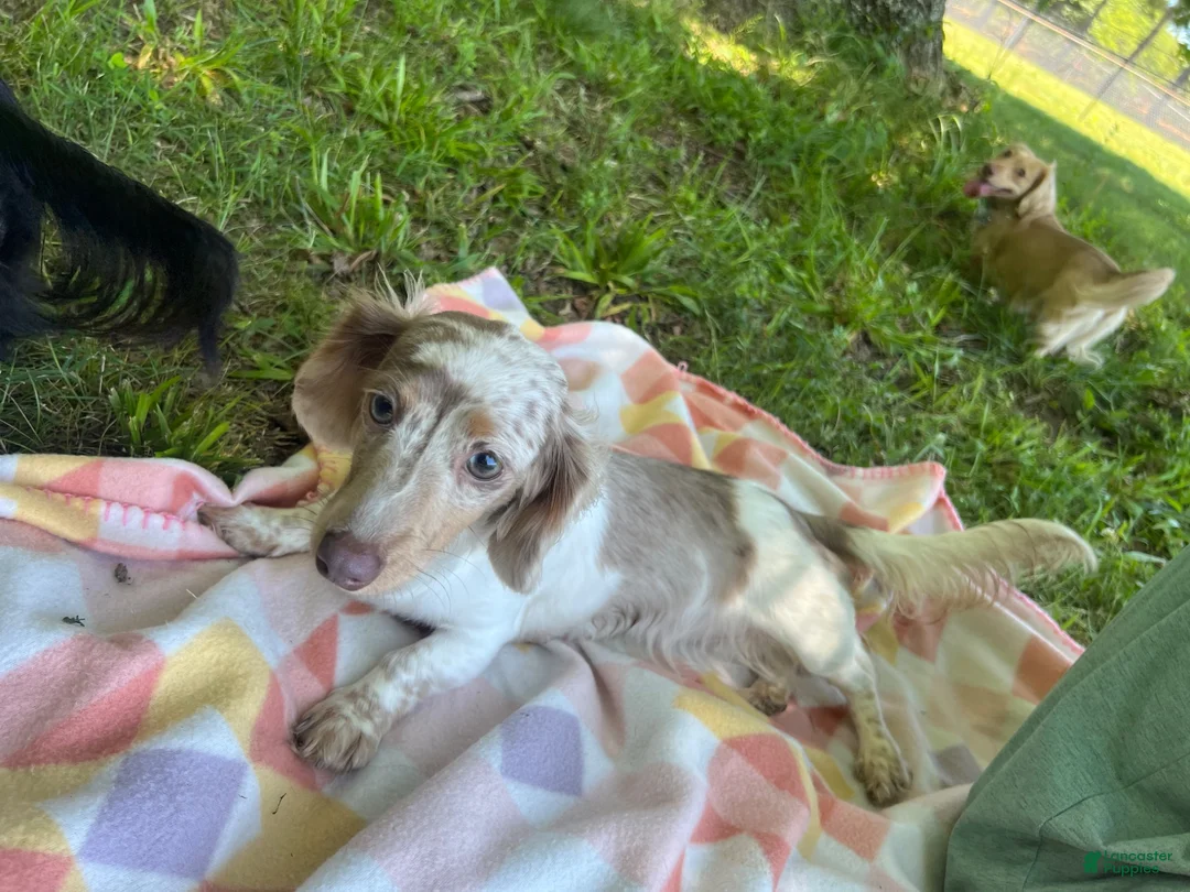 Miniature Dachshund dogs for sale: Miniature Dachshund 2 - Ad 5