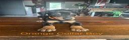 Doberman Pinscher dogs for sale: Doberman Pinscher 1 - Ad 1