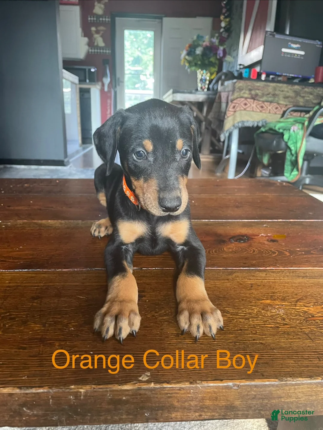 Doberman Pinscher dogs for sale: Doberman Pinscher 1 - Ad 1