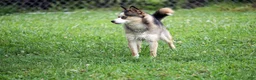 Pomsky dogs for sale: Presley - Small Girl - Ad 6