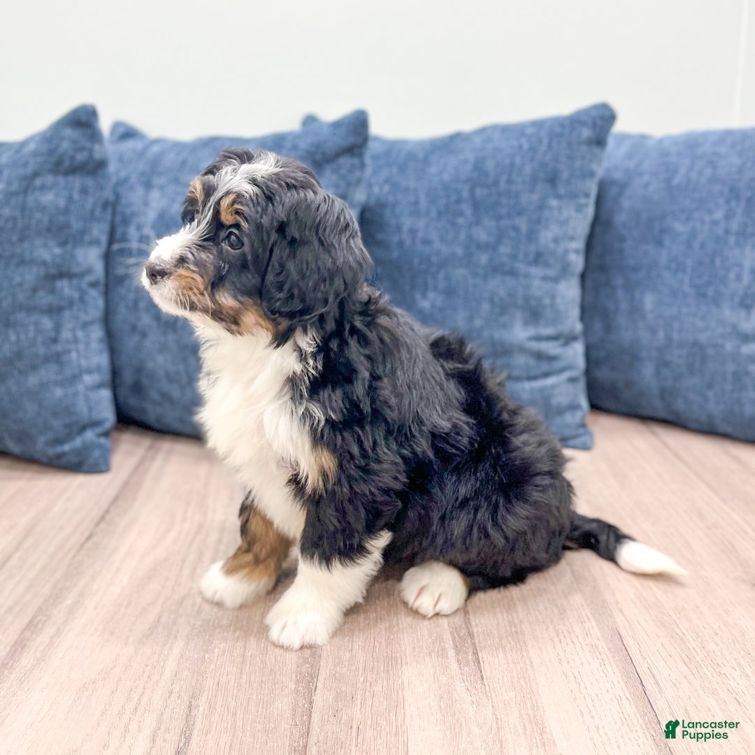 Mini Bernedoodle dogs for sale: Isabella - Ad 4