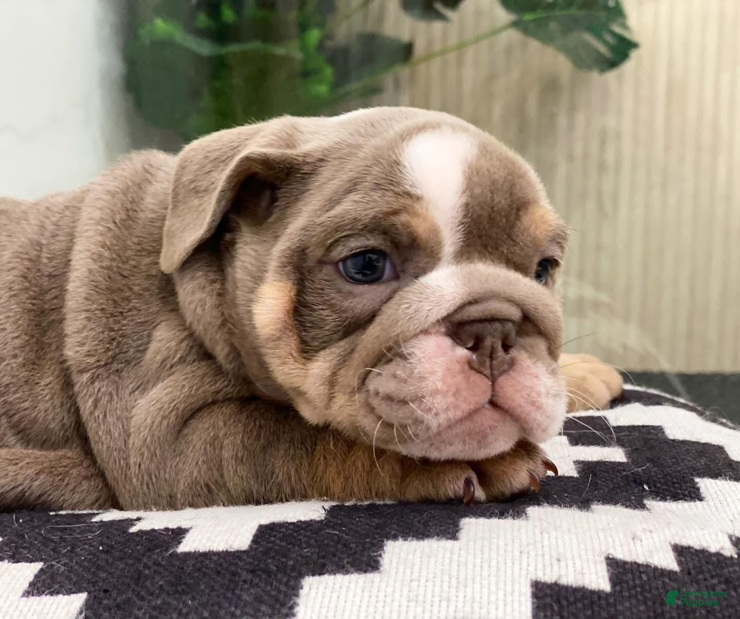 English Bulldog dogs Elvis - Ad 38
