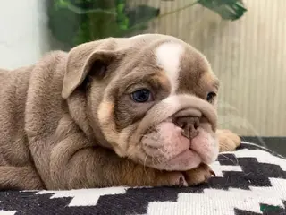 English Bulldog dogs Elvis - Ad 38