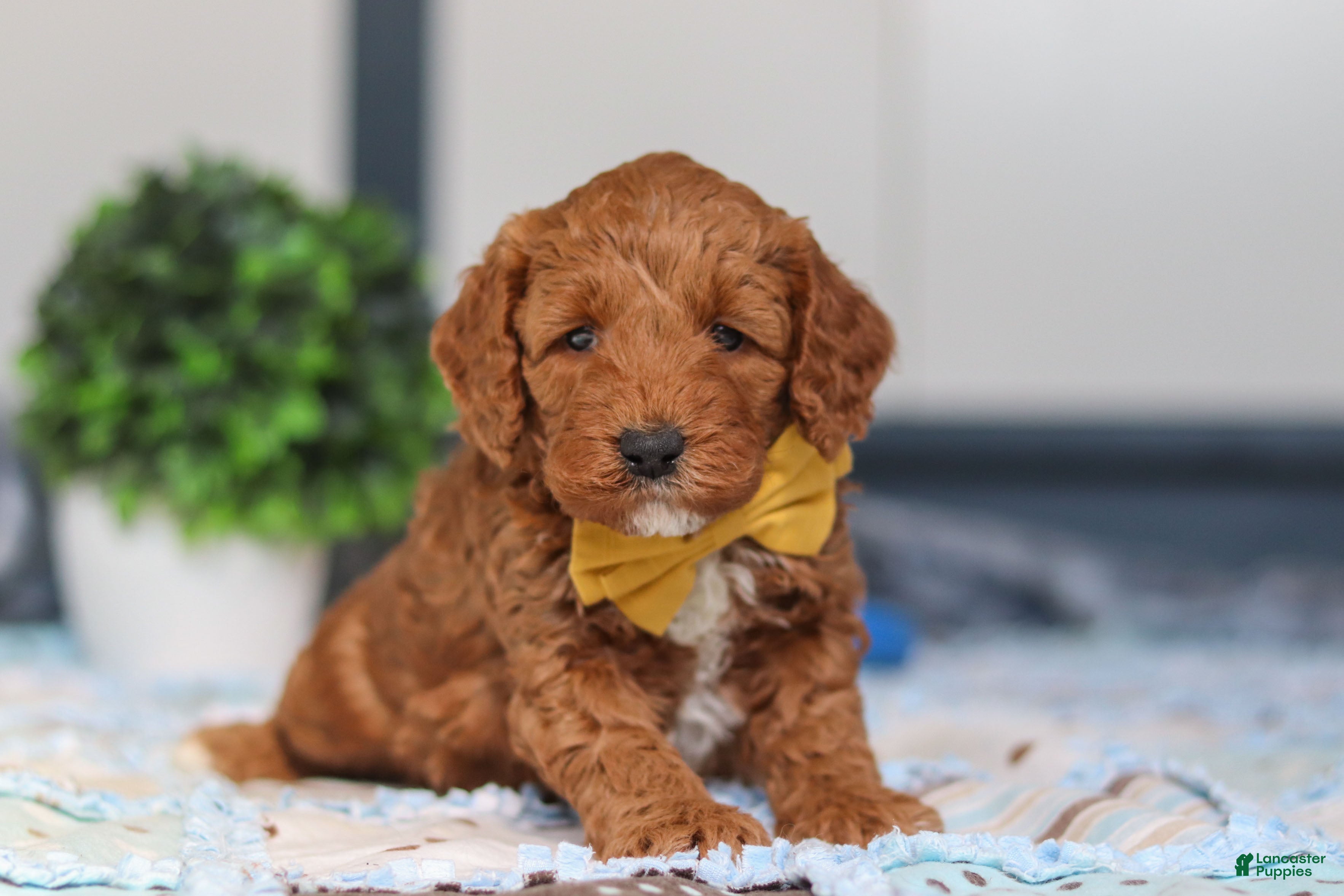 Mini Goldendoodle dogs Nadir - Ad 2