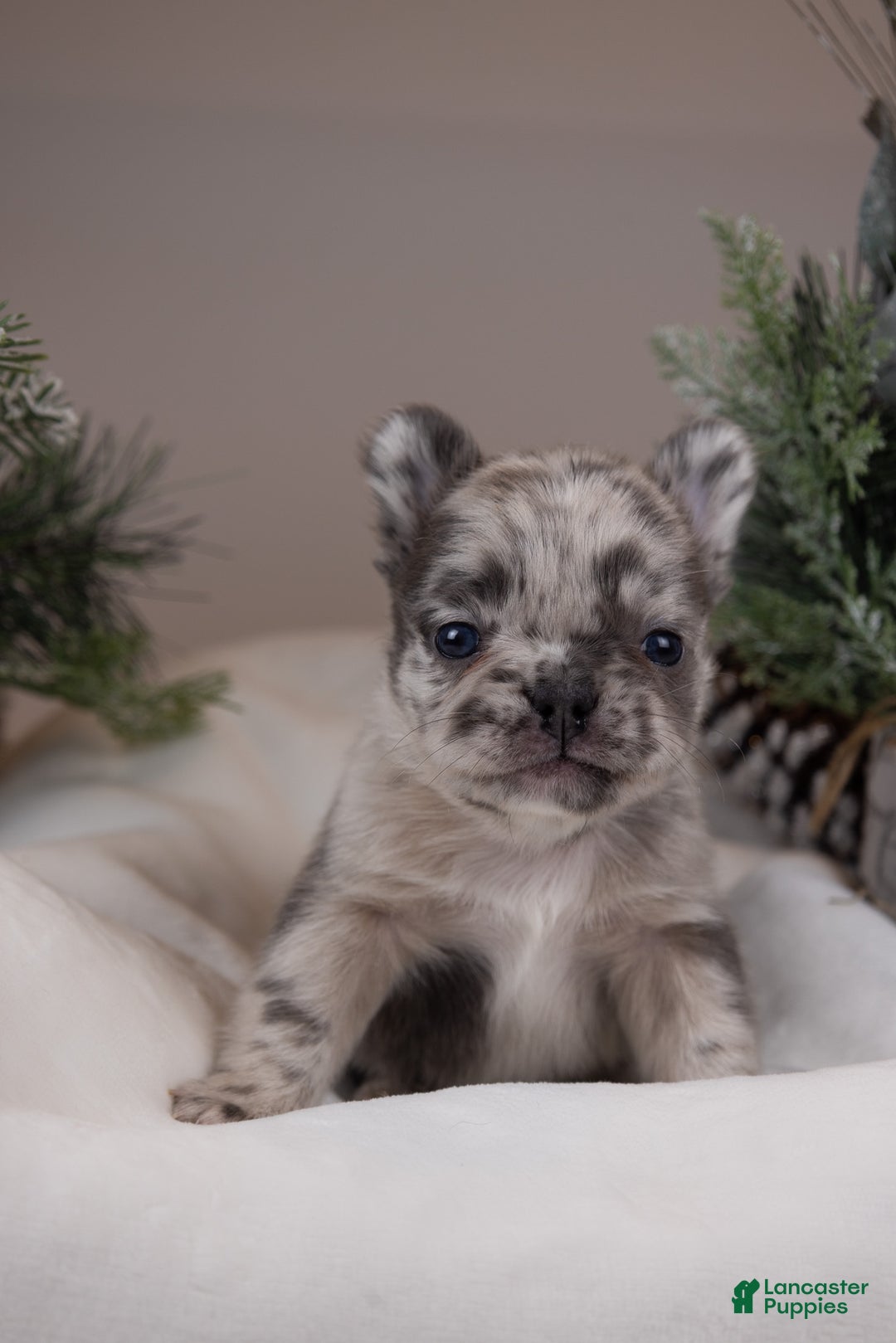 French Bulldog dogs for sale: Teddie -Fulffy Big Rope - Ad 27