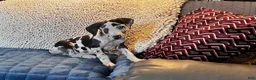 Great Dane dogs for sale: Asher - Ad 2