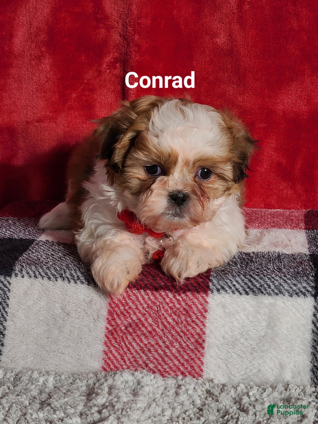 Shih Tzu dogs for sale: Conrad  - Ad 1