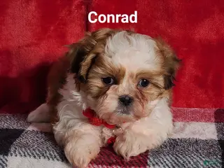 Shih Tzu dogs Conrad - Ad 8