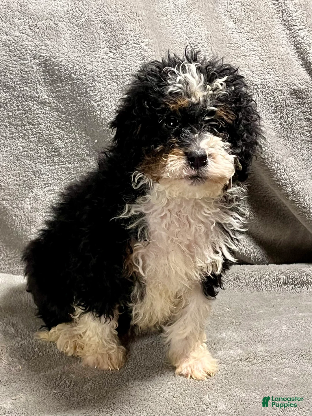 Mini Bernedoodle dogs for sale: Oprah - Ad 6