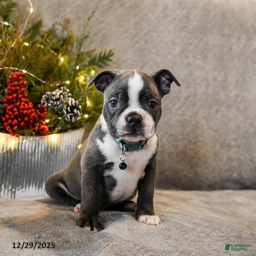 Boston Terrier dogs Caspar - Ad 4