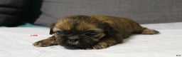 Shih Tzu dogs for sale: Link - Ad 5