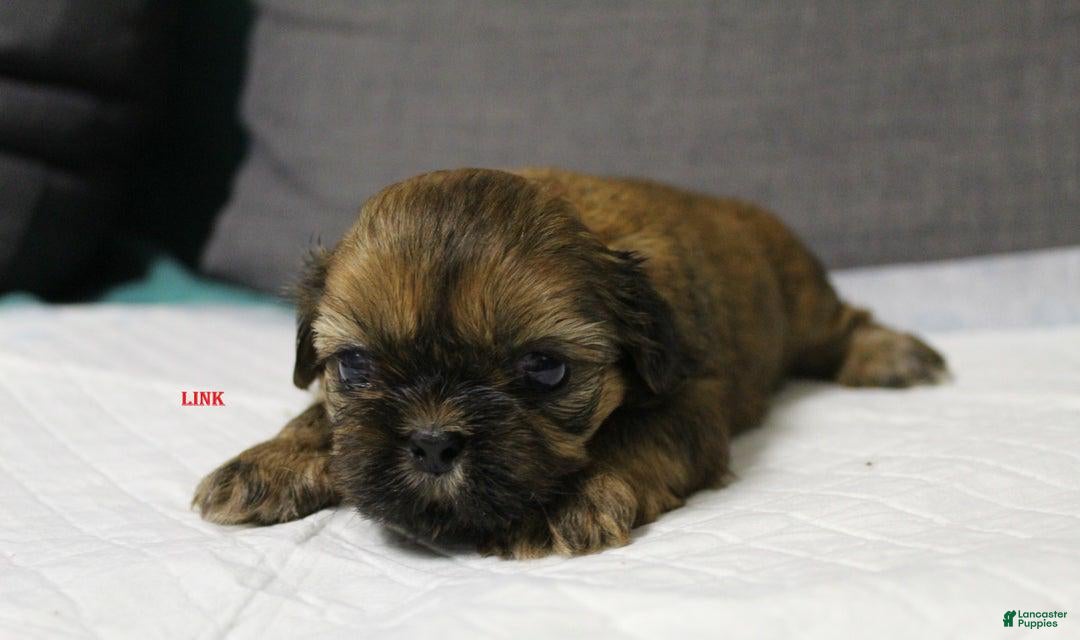 Shih Tzu dogs for sale: Link - Ad 5