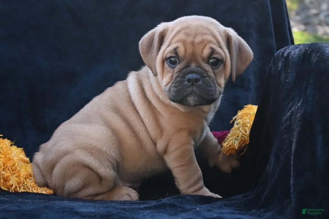 Mixed Breed dogs for sale: Ann - Ad 1