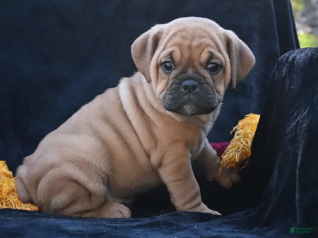 Mixed Breed dogs for sale: Ann - Ad 1