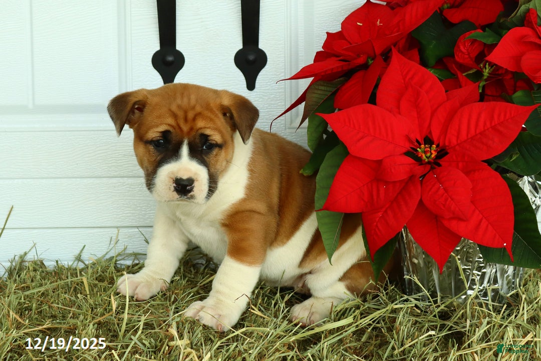 Mixed Breed dogs for sale: Stacey - Ad 1