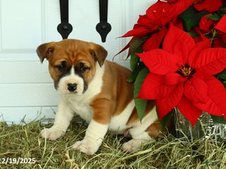 Mixed Breed dogs Stacey - Ad 1