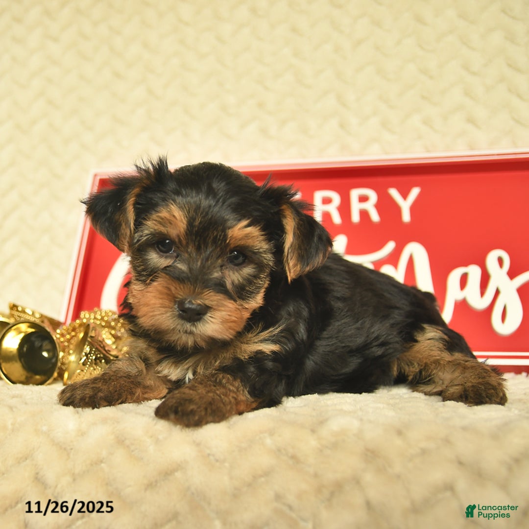 Yorkiepoo dogs for sale: Dwilyn - Ad 9