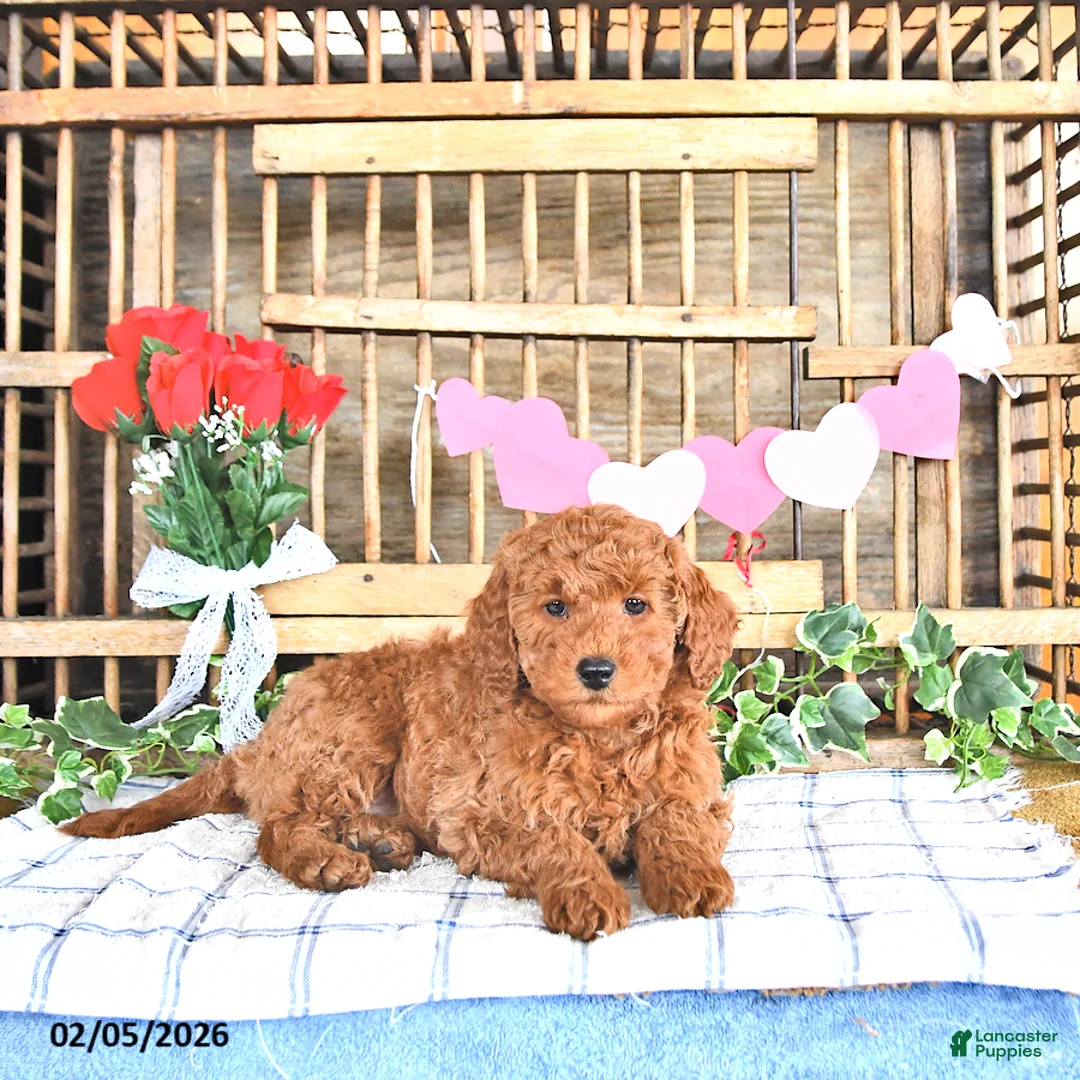 Mini Goldendoodle dogs for sale: Sparky - Ad 4