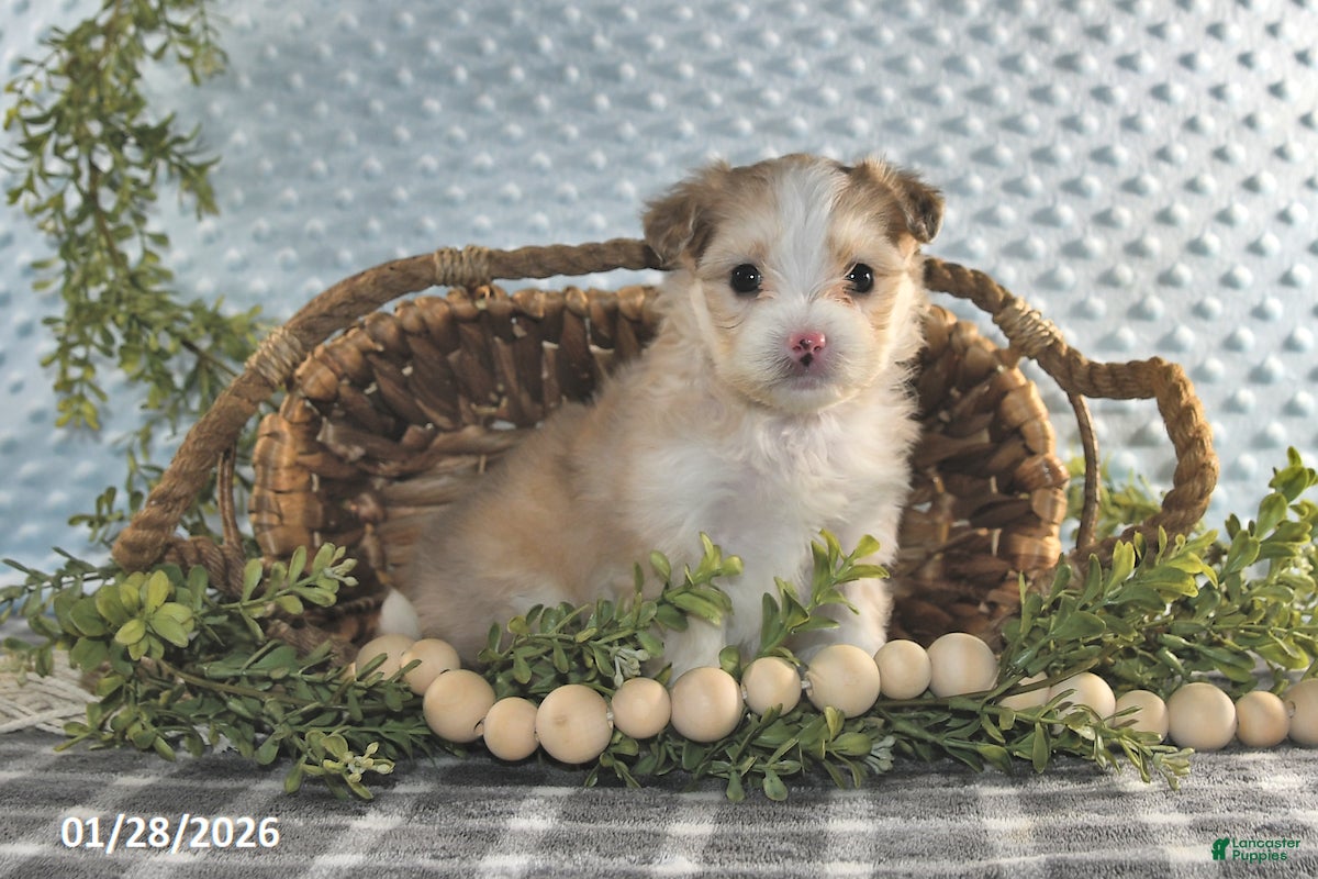 Havapoo dogs Echo - Ad 15