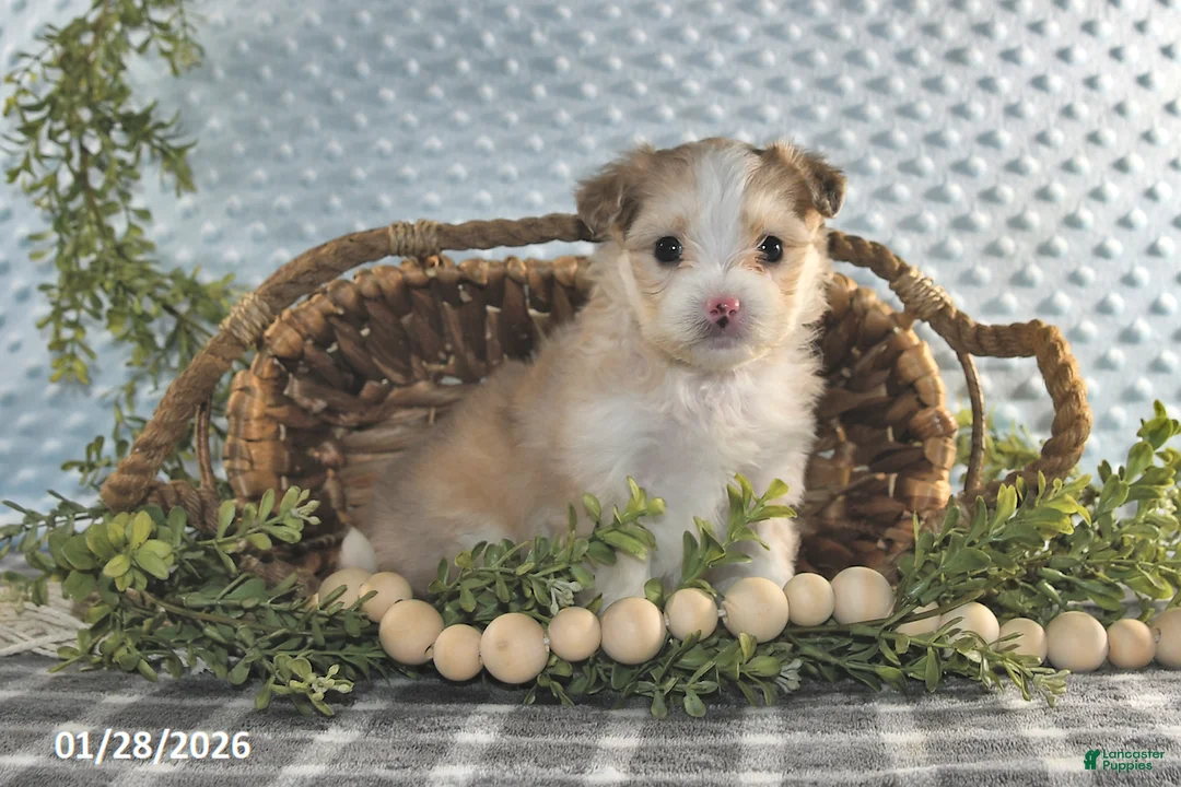 Havapoo dogs for sale: Echo - Ad 1