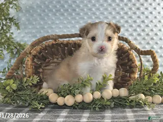 Havapoo dogs Echo - Ad 15