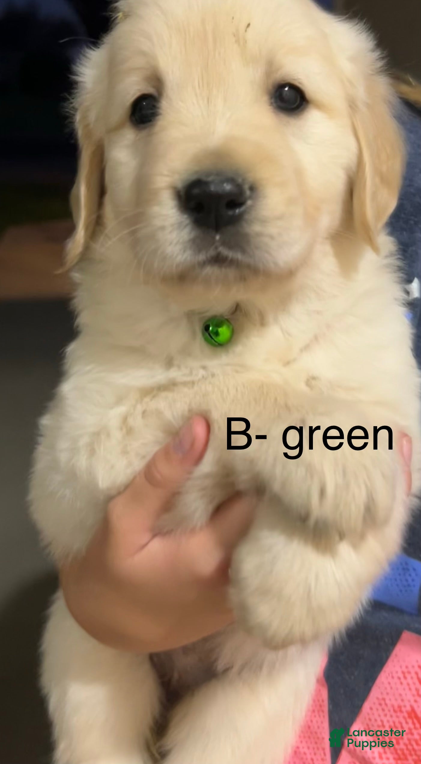 Golden Retriever dogs Green - Ad 1