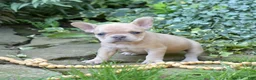 French Bulldog dogs for sale: Autumn - Ad 4
