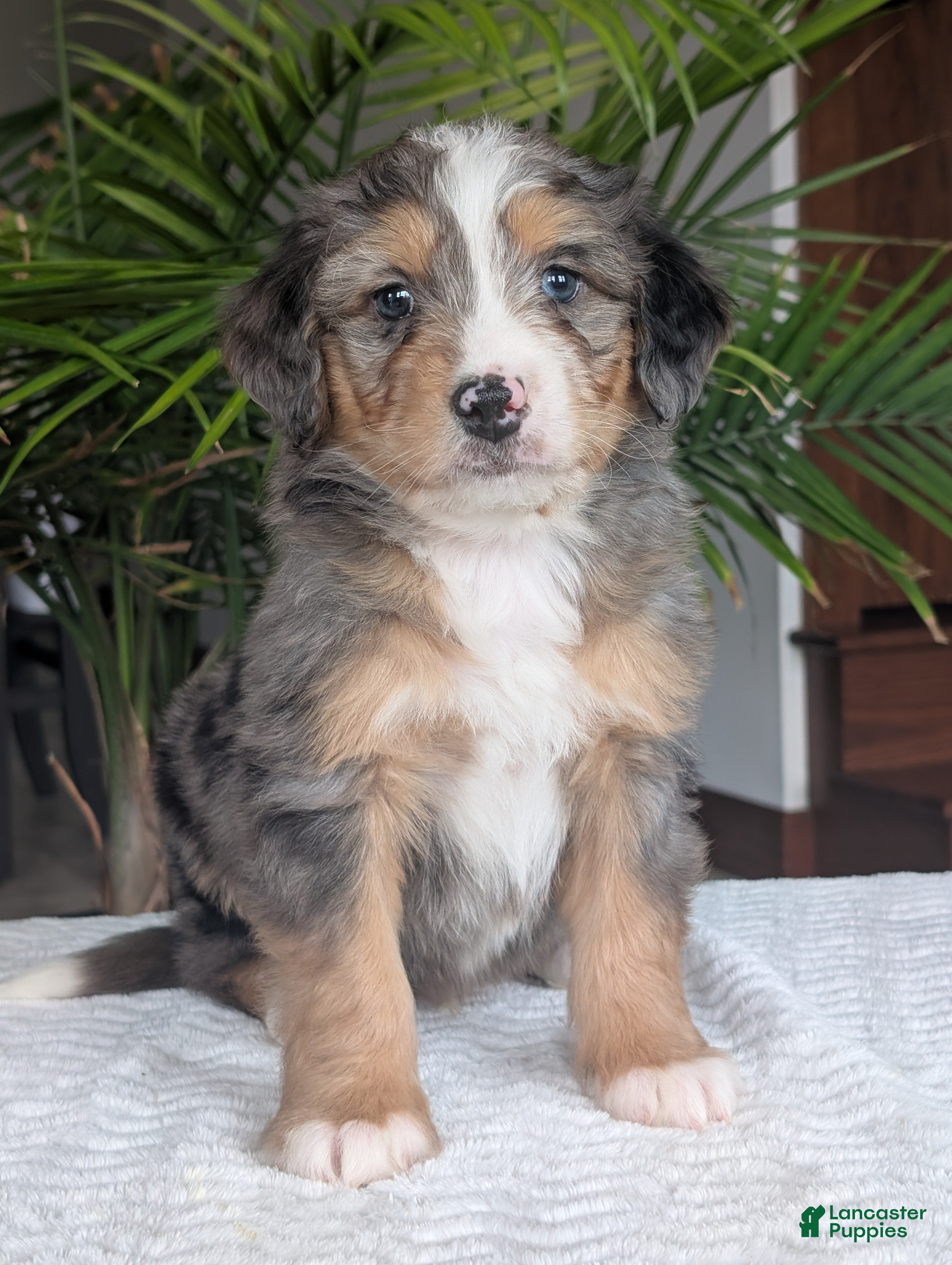 Mini Bernedoodle dogs Mini Niko  - Ad 1