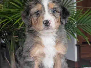 Mini Bernedoodle dogs for sale: Mini Niko - Ad 4