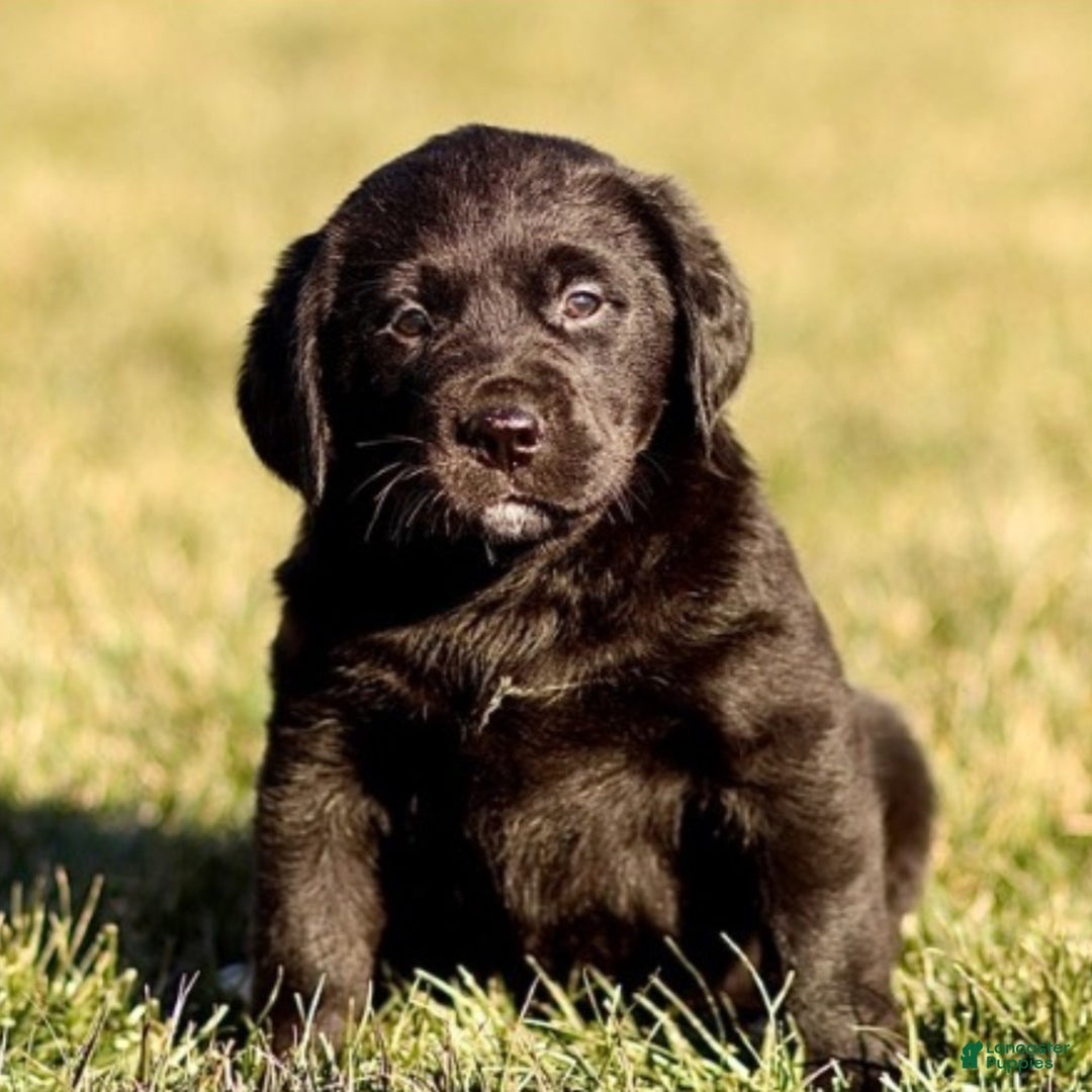 Mixed Breed dogs for sale: Lilly - Ad 1