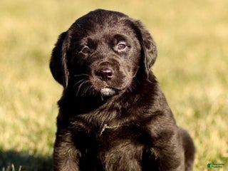 Mixed Breed dogs Lilly - Ad 42