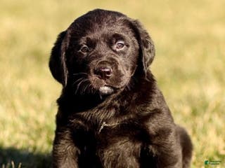 Mixed Breed dogs Lilly - Ad 16