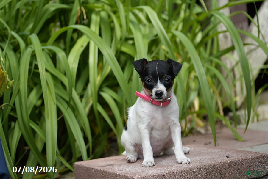 Toy Fox Terrier dogs Trixie - Ad 1
