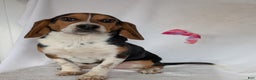 Beagle dogs for sale: Ross - Ad 15