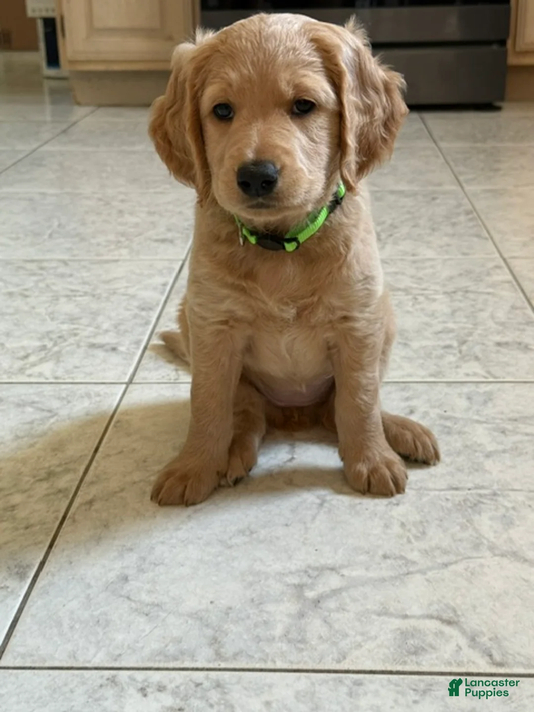 Goldendoodle dogs for sale: Hannah - Ad 1