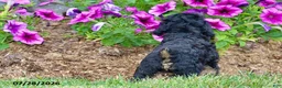 Toy Poodle dogs for sale: Hailey - Ad 5
