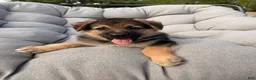 German Shepherd dogs for sale: Milo - Ad 4