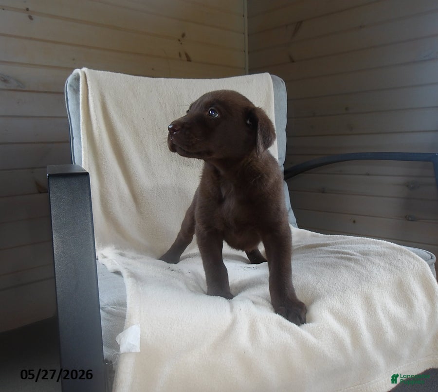 Labrador Retriever dogs Roscoe - Ad 2