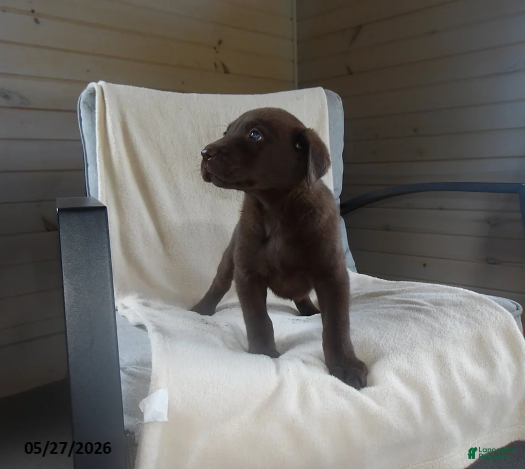 Labrador Retriever dogs for sale: Roscoe - Ad 2