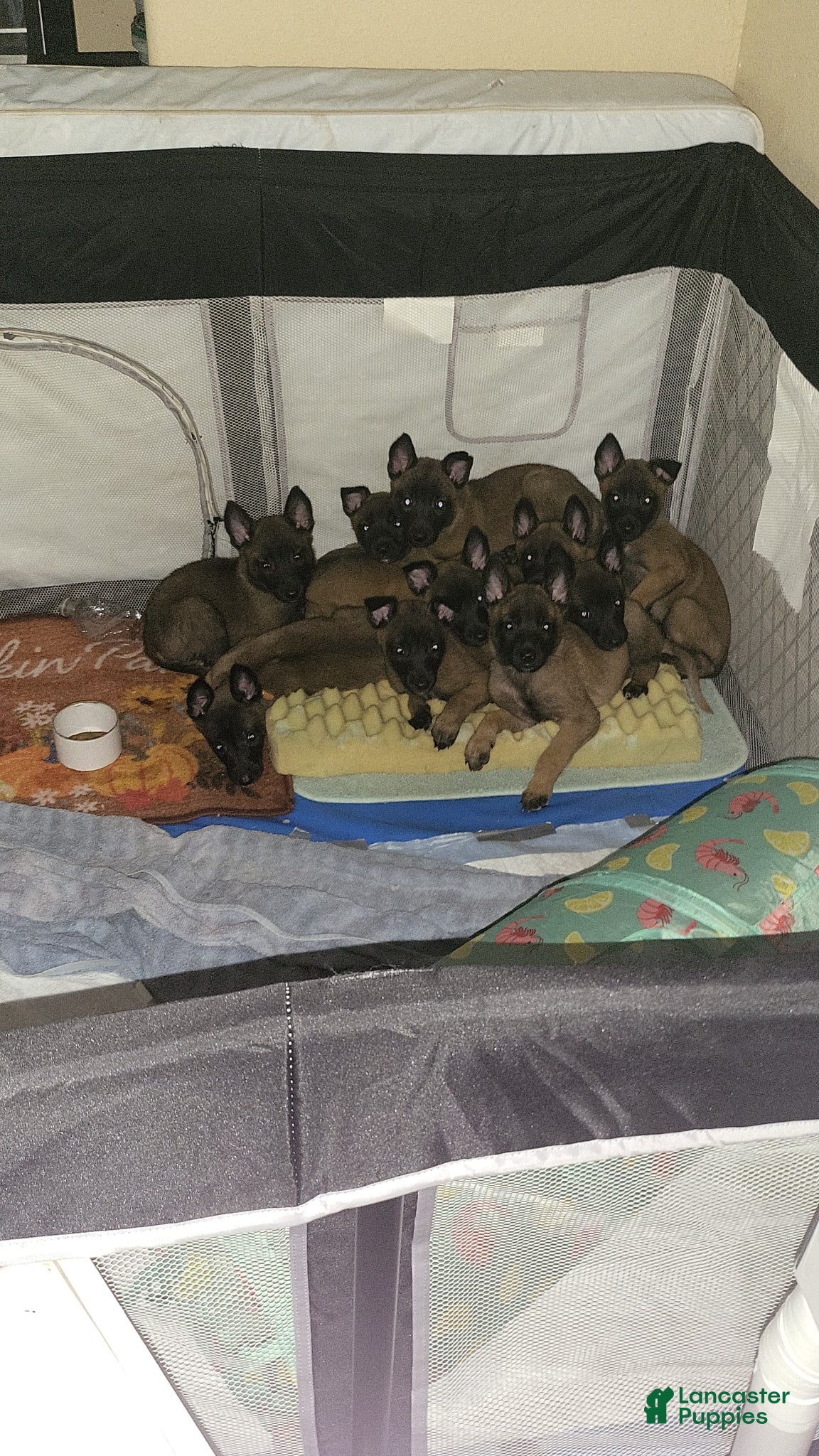 Belgian Malinois dogs Belgian Malinois Puppy 2 - Ad 25