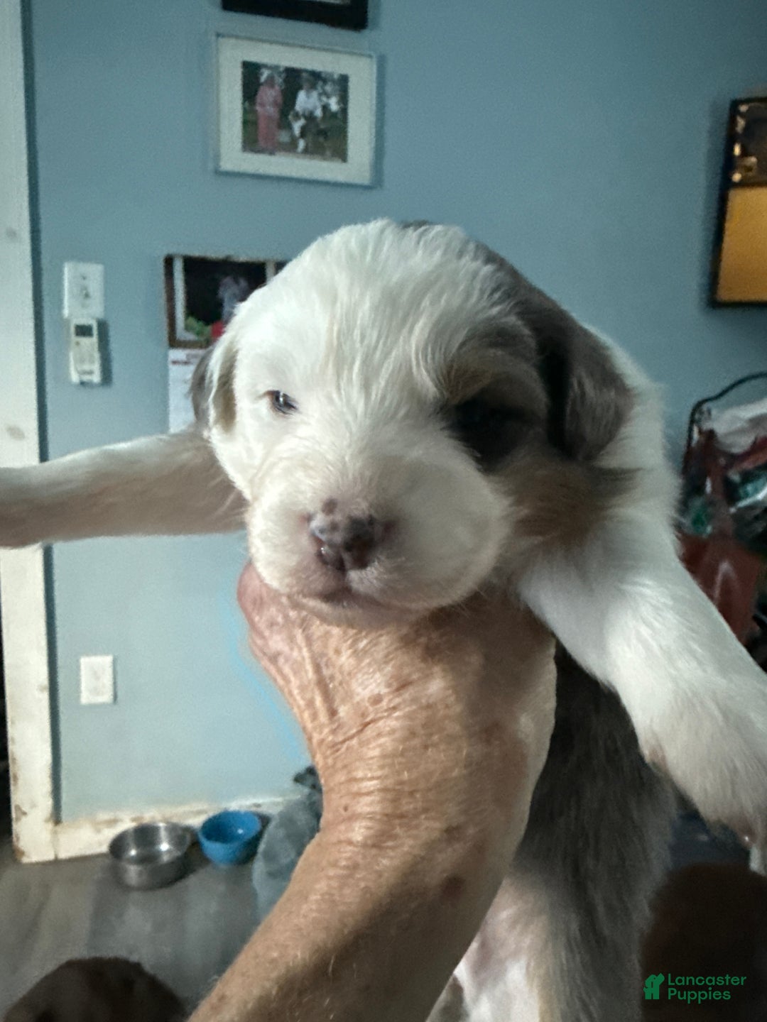 Australian Shepherd dogs for sale: Australian Shepherd Puppy 2 - Ad 3