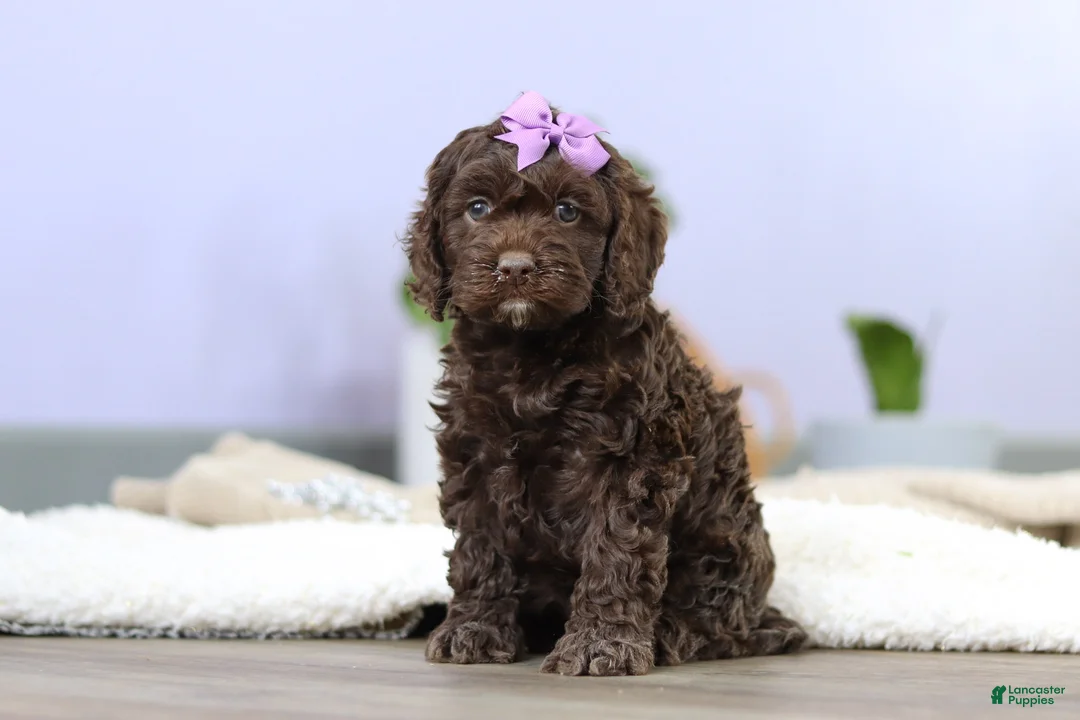 Cockapoo dogs for sale: Josie - Ad 3