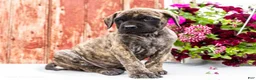 English Mastiff dogs for sale: Mackenzie - Ad 3