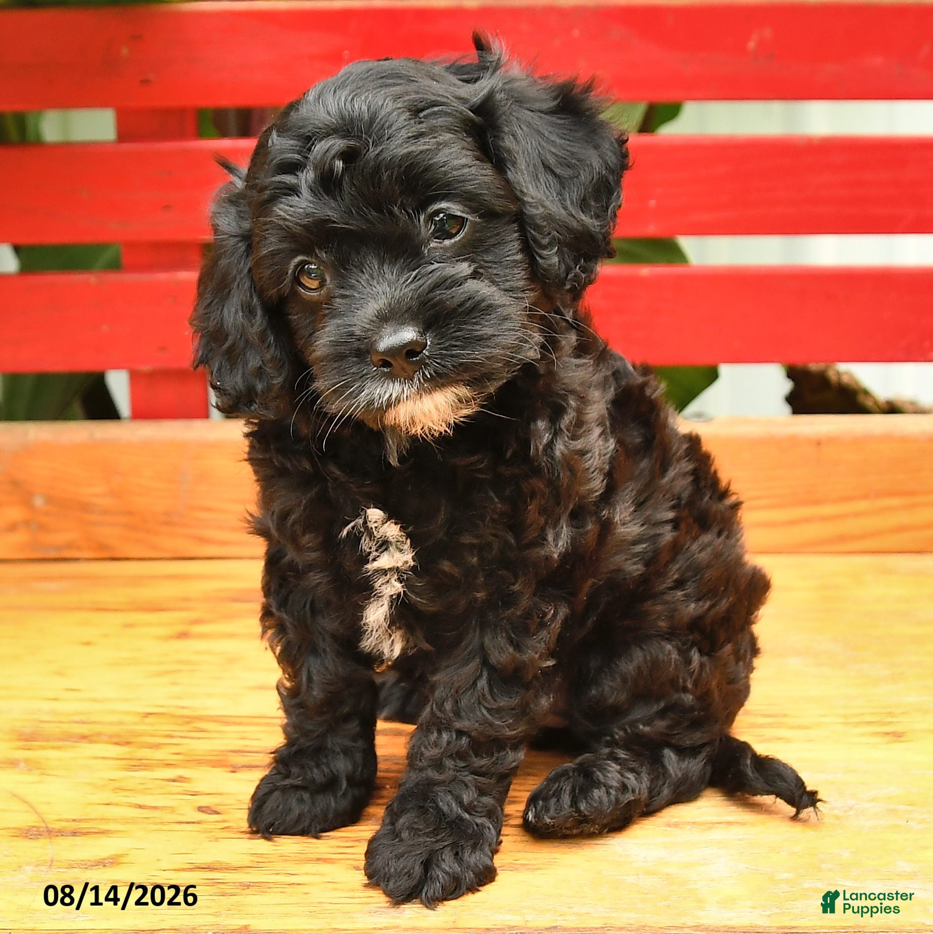 Cavapoo dogs Hot Dog - Ad 2