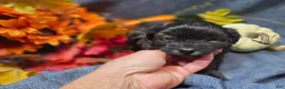 Maltipoo dogs for sale: Jack - Ad 8