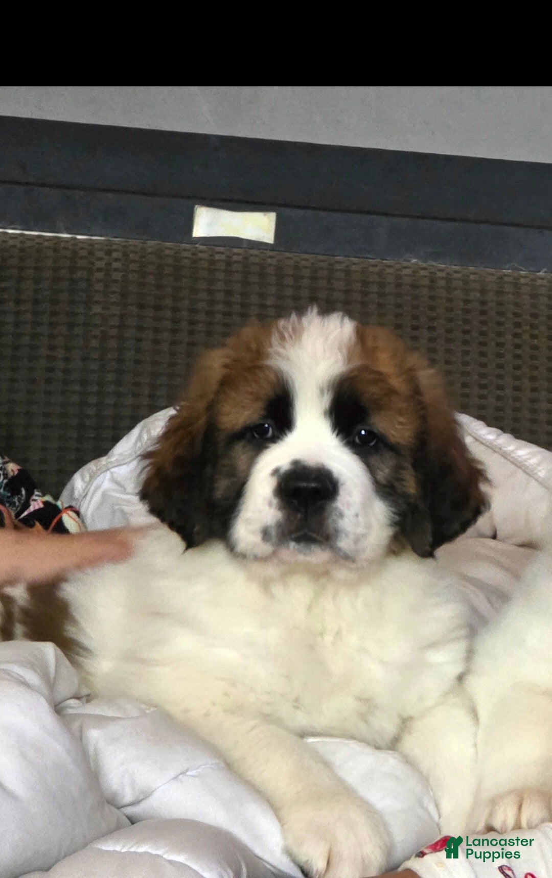 Saint Bernard dogs for sale: Saint Bernard Puppy 1 - Ad 1