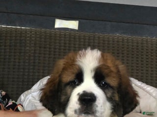 Saint Bernard dogs Saint Bernard Puppy 1 - Ad 1